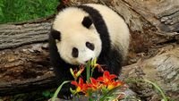 pic for Panda Smelling Flowers 